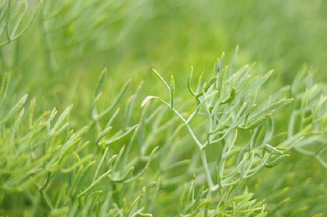 Sorprenden a tres personas con 200 kilos de la especie vegetal de hinojo marino en Capdepera
