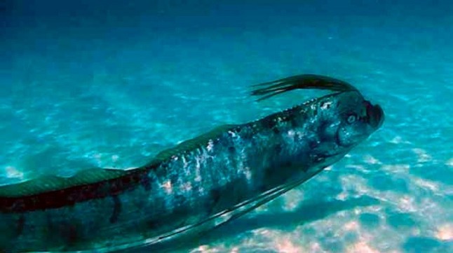 Peces del mar profundo viven virtualmente sin oxígeno