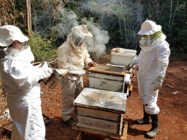 En busca del control biológico de Aedes aegypti