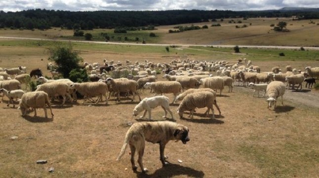 Arrancan los carteles de la Sierra Norte de Guadalajara que advierten de presencia de mastines