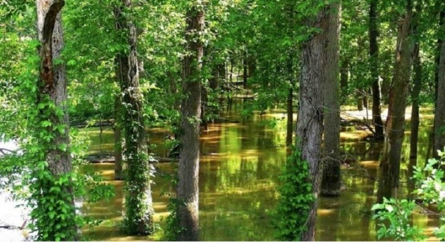 Un grupo de investigadores propone una aproximación para ayudar a que los ecosistemas sean sostenibles