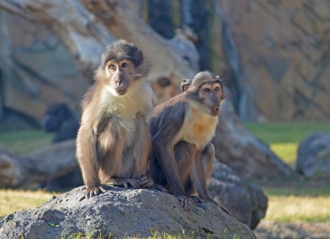 El grupo reproductor de "monos de la raya en el ojo" de Bioparc crece con una nueva hembra procedente de Jerez