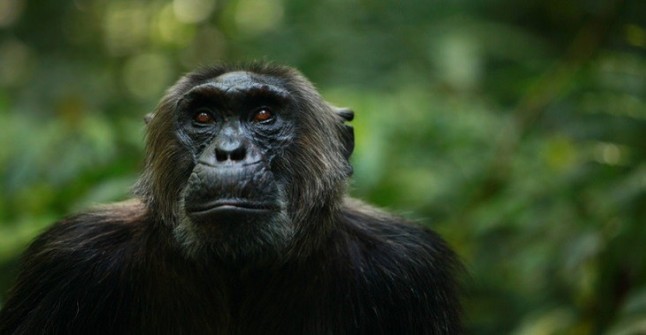 La nefasta influencia sobre los chimpancés del ser humano