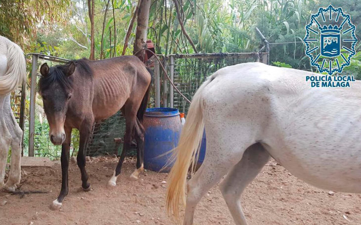 Equinos que presentan signos de desatención y desnutrición en Málaga