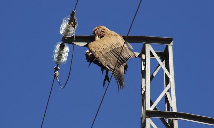 Los tendidos eléctricos matan a millones de aves al año en España