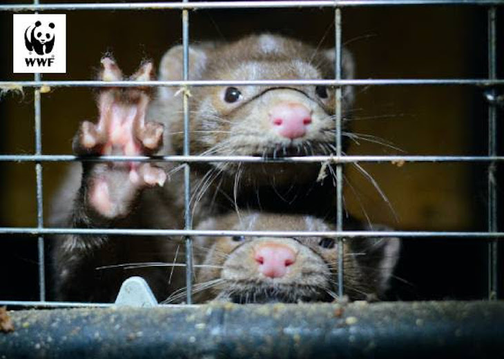 El enorme peligro de las granjas de visón americano