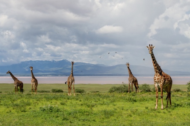 Cuando voy al colegio veo jirafas en libertad (video)