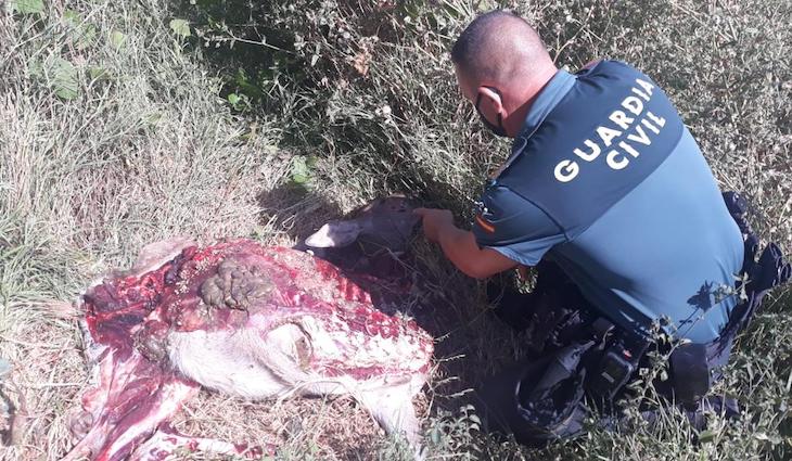 Cazadores furtivos en Benalup (Cádiz)