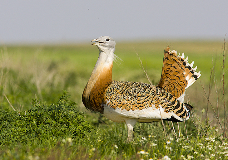 En Extremadura las aves agroesteparias en la ‘cuerda floja’