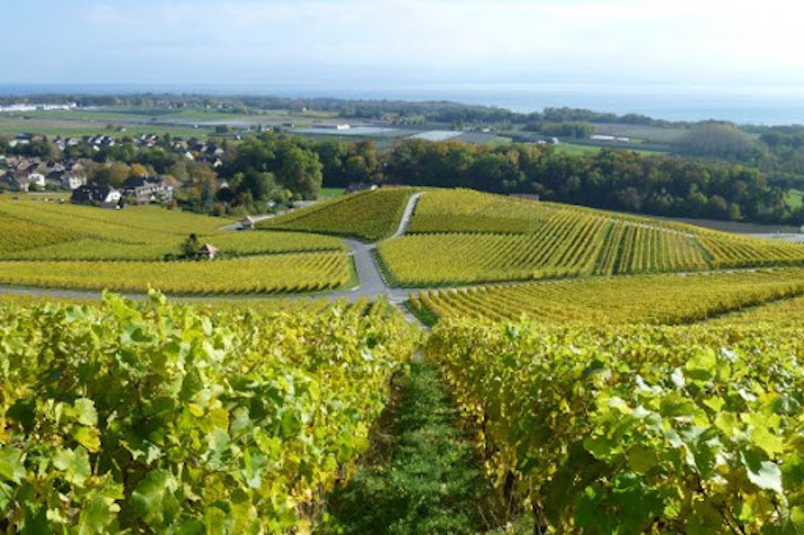 Finaliza Life Priorat + Montsant con resultados que contribuyen a hacer de Priorat una región vitivinícola más sostenible