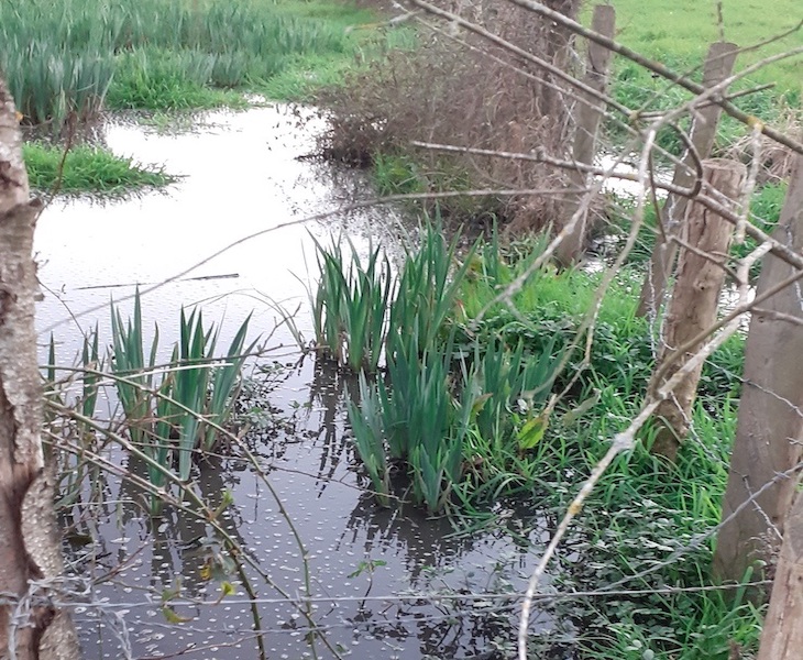 Asturias. Sancionan vertidos de purines a la ría de Villaviciosa