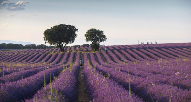 España ‘habilita’ un lugar donde depositar las cenizas crematorias de forma ecológica