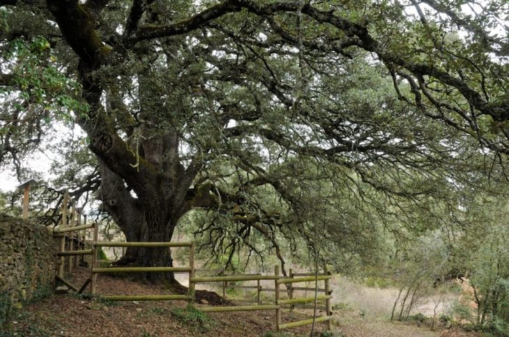 La Carrasca de Lecina podría ganar el galardón a Árbol Europeo del Año