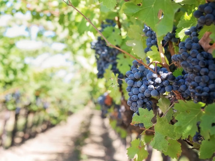 Los vinos de España en riesgo por el calentamiento global