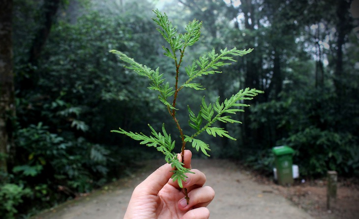 AGENDA 2030: Objetivo 15. ‘Vida de ecosistemas terrestres’