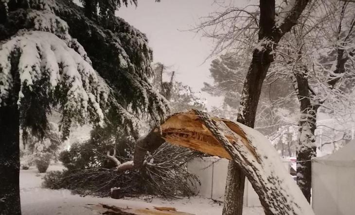 En Guadalajara un millar de árboles dañados y el zoo "devastado"