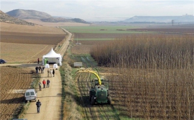 Nuevos cultivos eficientes y sostenibles con fines energéticos