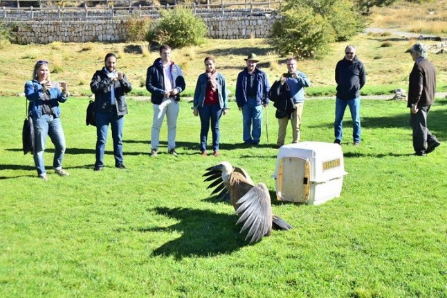 Liberados en el entorno de Sierra Nevada un buitre leonado y un cernícalo tratados en el CREA de Pinos Genil (Granada)