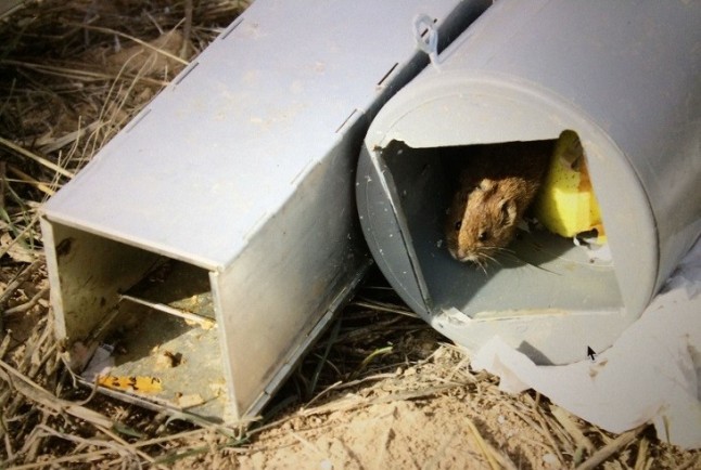 Un método monitoriza con precisión poblaciones de pequeños mamíferos