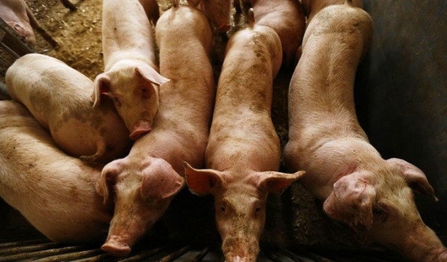 Día Mundial del Medio Ambiente - Premios Atila 2019