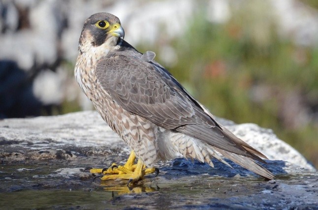 Seo/BirdLife considera "incompletas" las modificaciones sobre las Especies Silvestres en Régimen Especial y Amenazadas