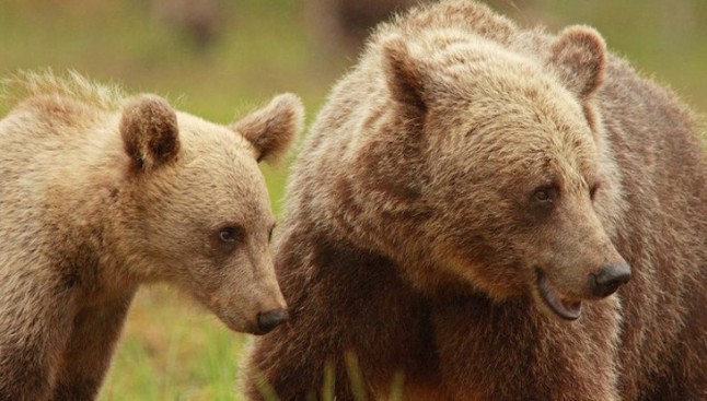 Las hembras de oso pardo acosadas y mediatizadas por la caza