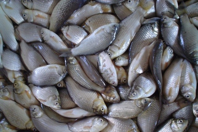 España finiquita sus reservas de pescado para 2018