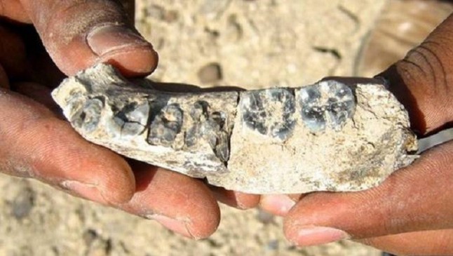 Dientes fósiles revelan el simio más pequeño conocido