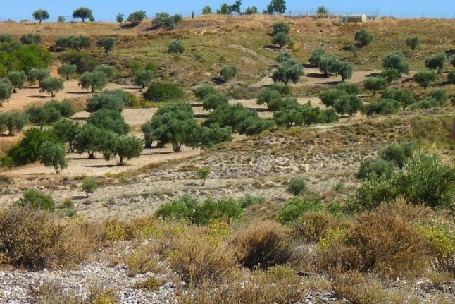 Las plantas que crecen en suelos ricos en yeso son resistentes a la actividad del ser humano