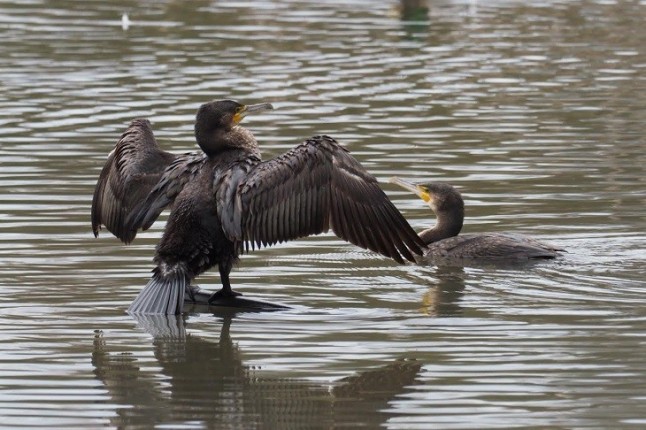 El Principado de Asturias sigue las matanzas de cormoranes para contentar a los pescadores