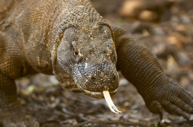 Robo sistemático de Dragones de Komodo