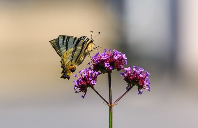 Observatorio Ciudadano de Mariposas Urbano