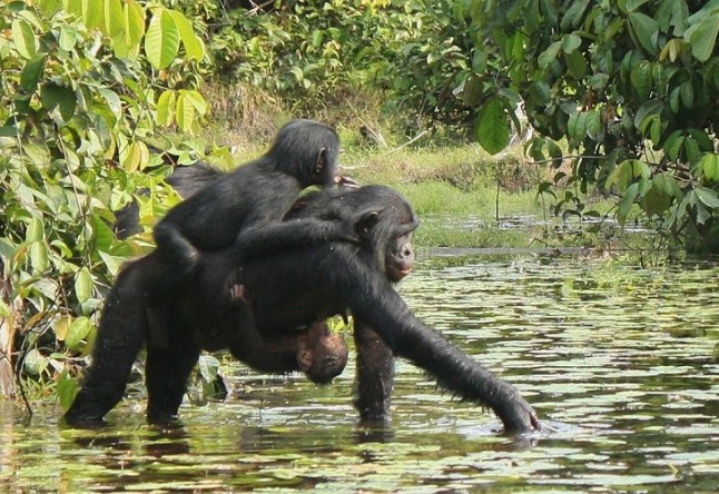 Chimpancés cautivos utilizan herramientas para desenterrar alimentos