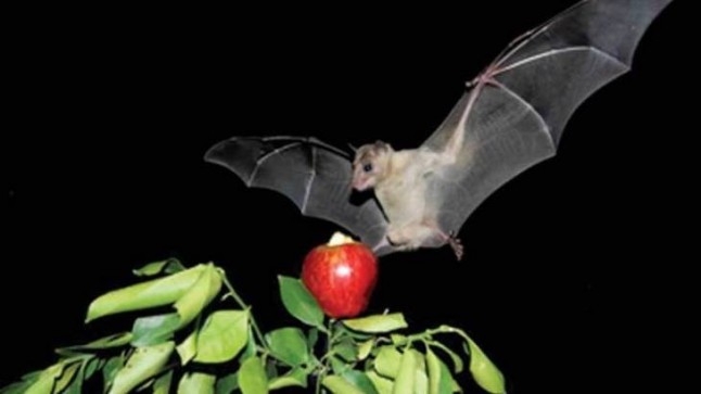 Animales sincronizan su actividad cerebral para la interacción social