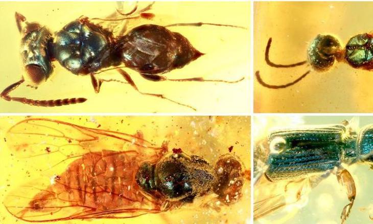 Fósiles conservados en ámbar revelan el verdadero color de los insectos de hace 99 millones de años