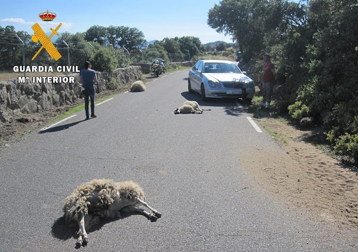 Atropellando intencionadamente a tres ovejas en Ávila