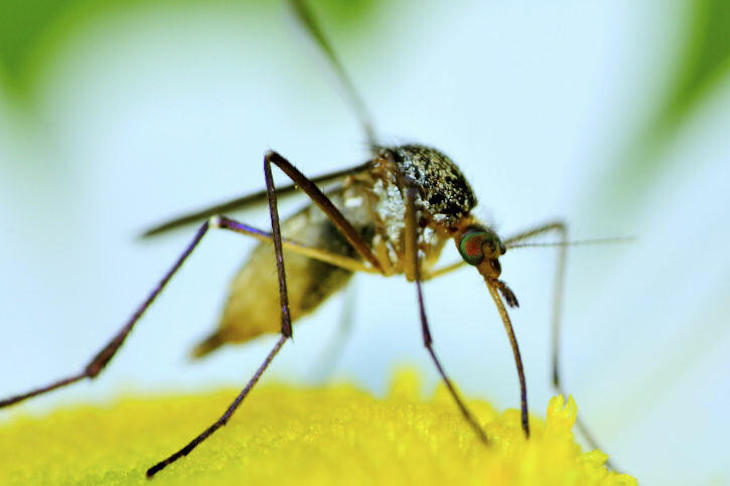 Mosquitos enamorados de las flores