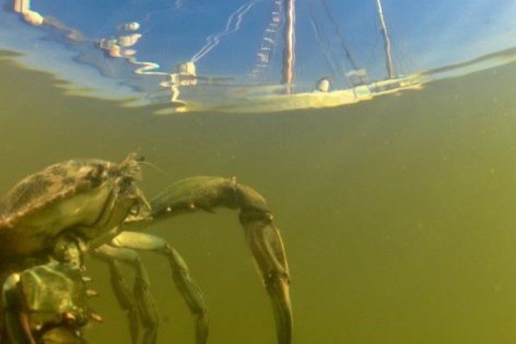 Especies invasoras han venido para quedarse