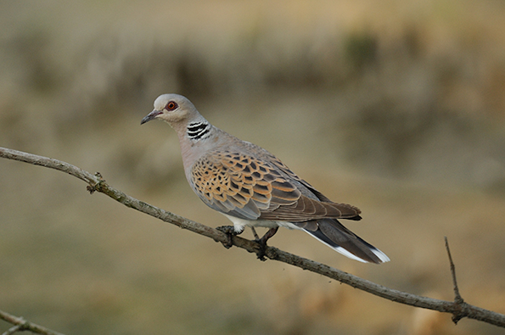 Los cazadores cogen un ‘rabieta infantil’ por la prohibición de matar tórtolas europeas