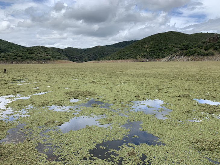 Hay que eliminar más pronto que tarde la invasión de helecho de agua en el río Tajo por Monfragüe