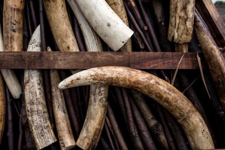 La Universidad de Sevilla se implica en la lucha contra el tráfico de marfil