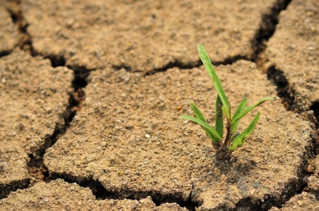 El Gobierno advierte de que el cambio climático está aparcando la lucha para detener la pérdida de biodiversidad