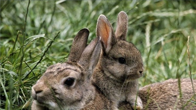 Los conejos resisten a la mixomatosis a través de selección natural