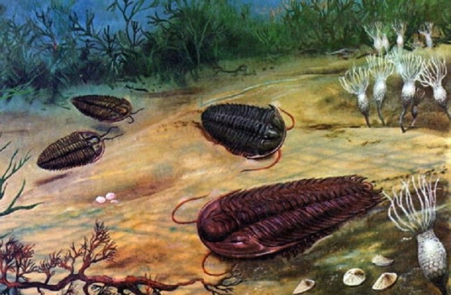 El oxígeno contribuyó a impulsar la evolución animal temprana