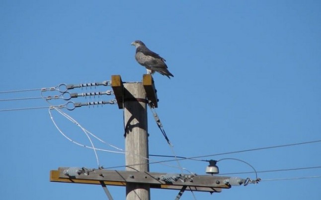 Endesa Baleares en pro de la avifauna local