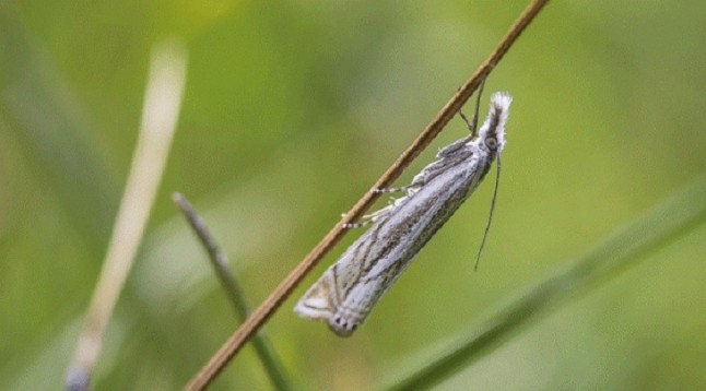 Confirmada la teoría de la evolución de Darwin: la polilla cambia de color para adaptarse al medio