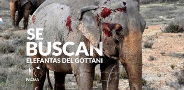 Dónde están las elefantas del Circo Gottani