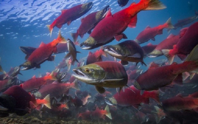 Los salmones rojos del Pacífico bajo el fenómeno del cambio climático