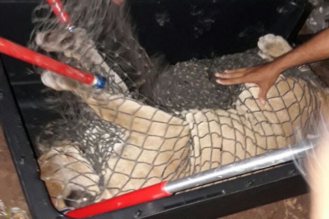 Rescatan puma en Nueva Libia