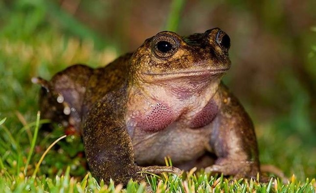 Argentina: La Ranita del Pehuenche